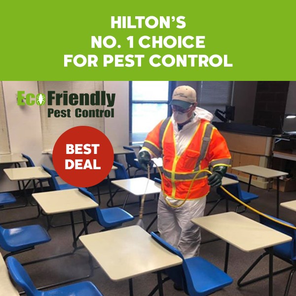 Pest Control Hilton