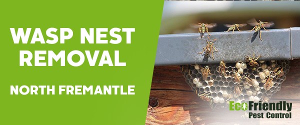 Wasp Nest Remvoal  North Fremantle 