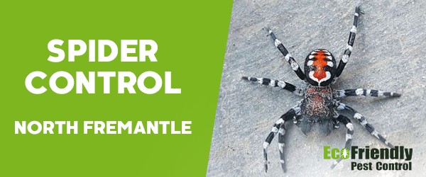 Spider Control  North Fremantle 