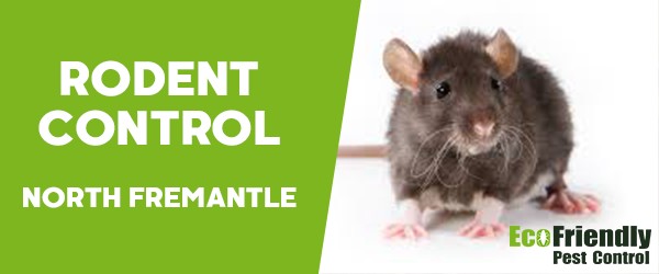 Rodent Treatment  North Fremantle 