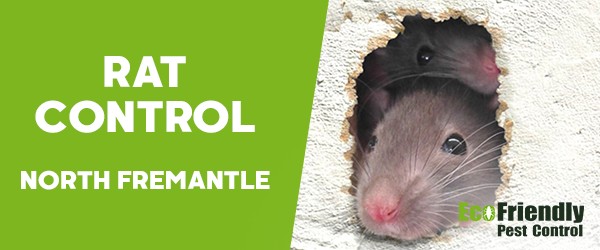 Rat Pest Control  North Fremantle 
