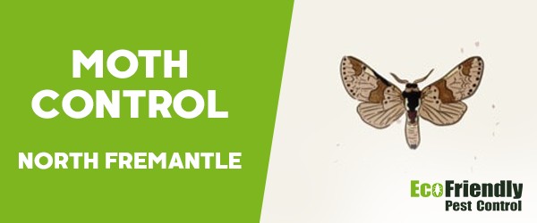 Moth Control  North Fremantle 