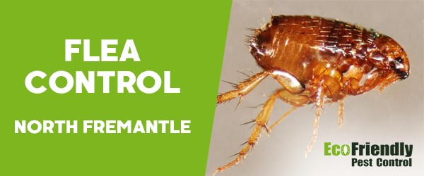 Fleas Control  North Fremantle 