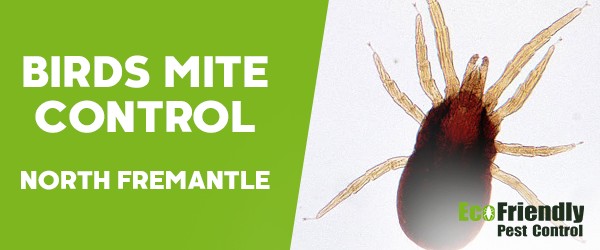 Bird Mite Control  North Fremantle 