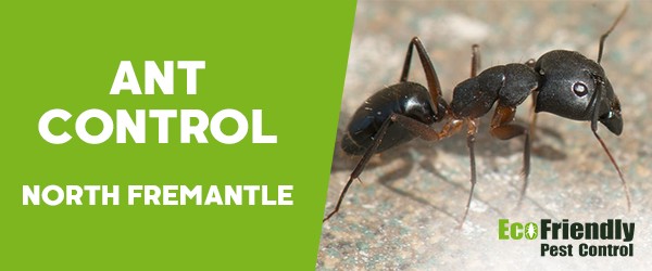 Ant Control  North Fremantle 