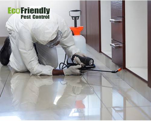 Pest Control White Gum Valley