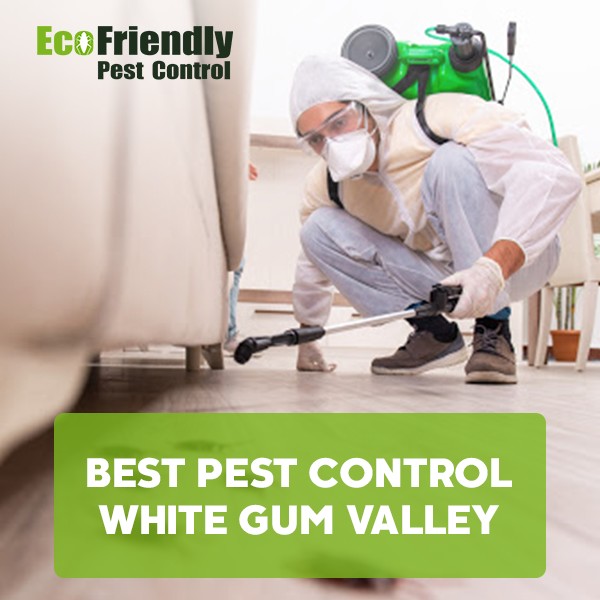 Best Pest Control White Gum Valley