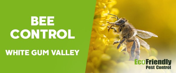 Pest Control White Gum Valley