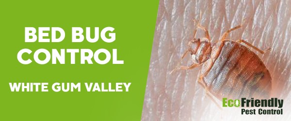 Bed Bug Control White Gum Valley