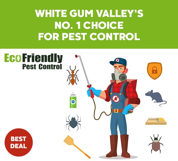 Pest Control White Gum Valley