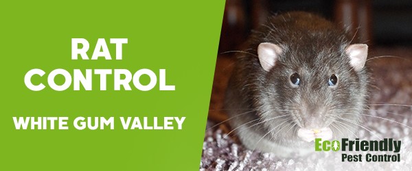 Pest Control White Gum Valley