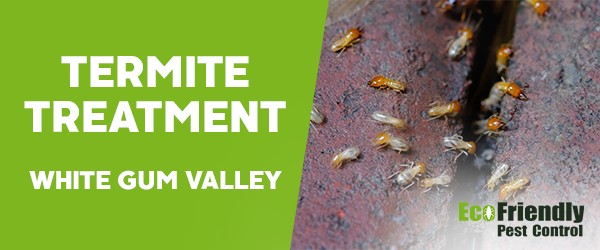 Pest Control White Gum Valley