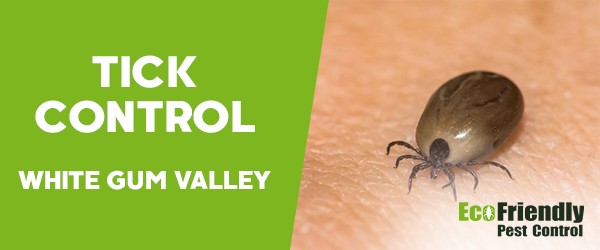 Pest Control White Gum Valley