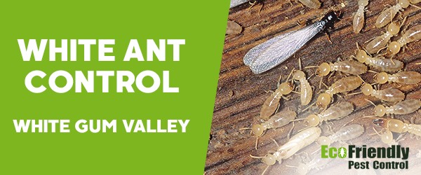 Pest Control White Gum Valley