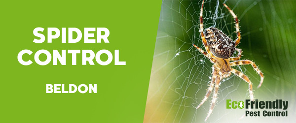 Spider Control  Beldon 