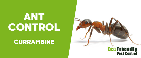 Ant Control  Currambine 