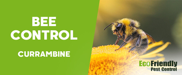 Bee Control  Currambine 