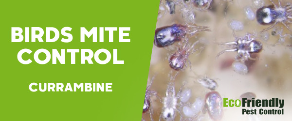 Bird Mite Control  Currambine 