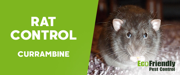Rat Pest Control  Currambine 