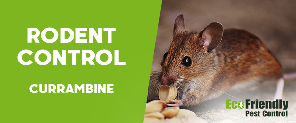 Rodent Treatment  Currambine 