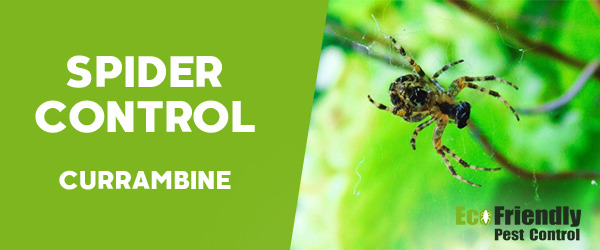 Spider Control  Currambine 