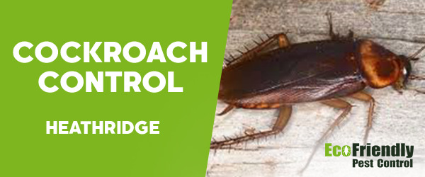 Cockroach Control  Heathridge  