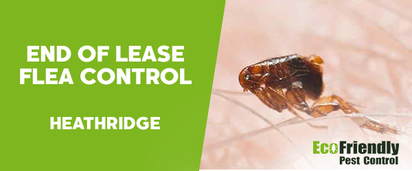 End of Lease Flea Control  Heathridge 