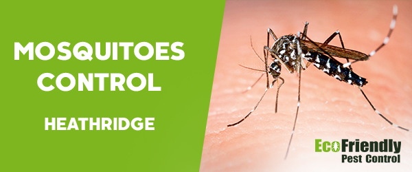 Mosquitoes Control  Heathridge 