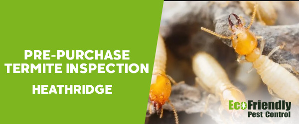 Pre-purchase Termite Inspection  Heathridge 
