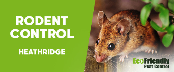 Rodent Treatment  Heathridge 