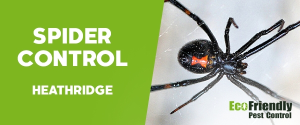 Spider Control  Heathridge 