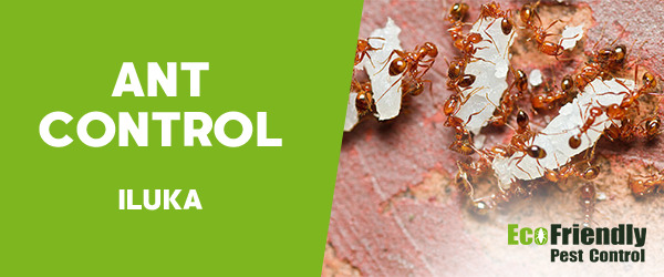 Ant Control Iluka