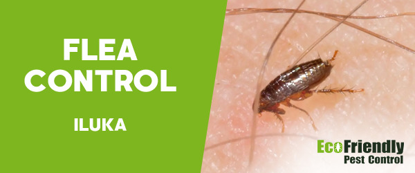 Pest Control Iluka