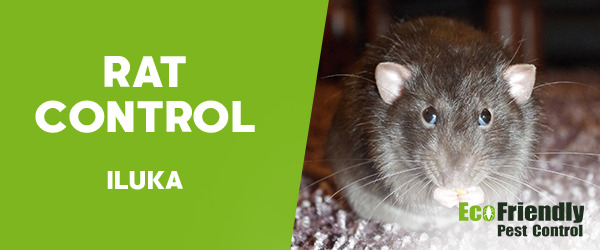 Pest Control Iluka