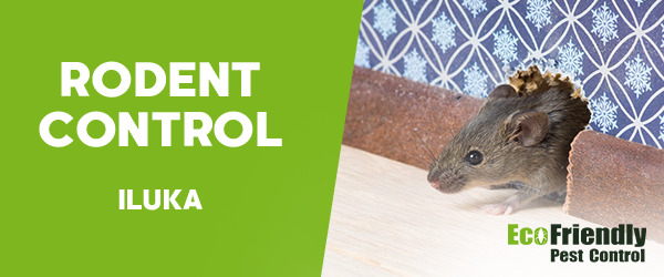 Pest Control Iluka