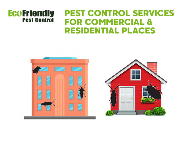 Pest Control Iluka