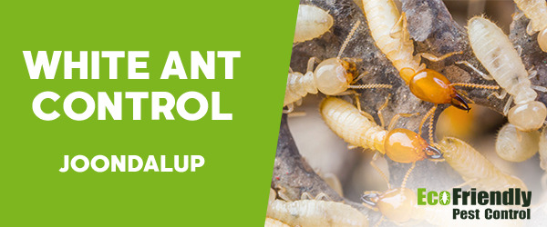 White Ant Control  Joondalup 