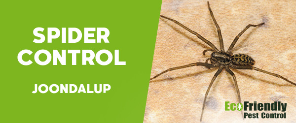 Spider Control  Joondalup 