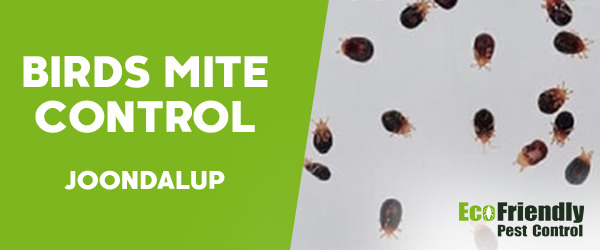 Bird Mite Control  Joondalup 