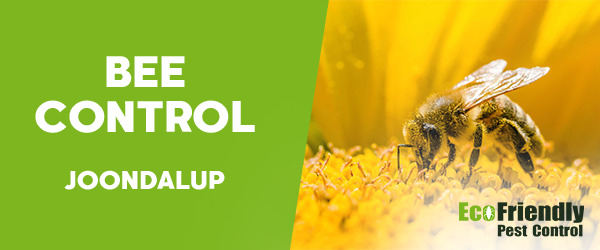 Bee Control  Joondalup 