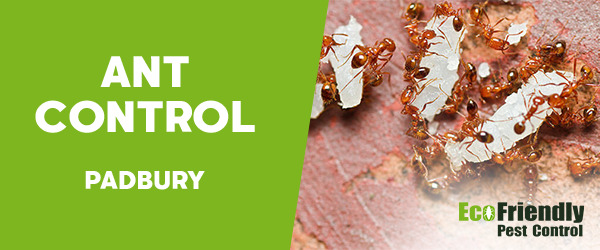 Ant Control  Padbury 