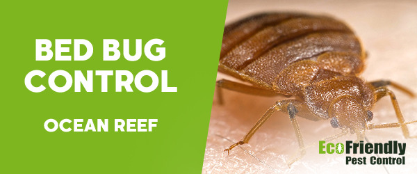 Bed Bug Control Ocean Reef