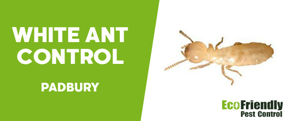 White Ant Control  Padbury 