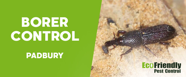 Borer Control  Padbury 