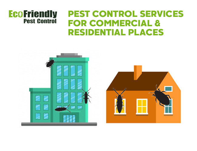 Pest Control Warwick