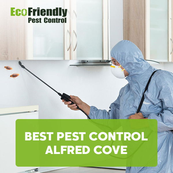 Best Pest Control Alfred Cove