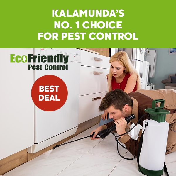 Pest Control Service