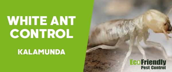 White Ant Control  Kalamunda 