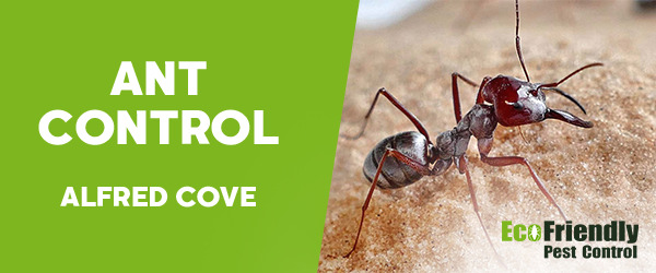 Ant Control Alfred Cove