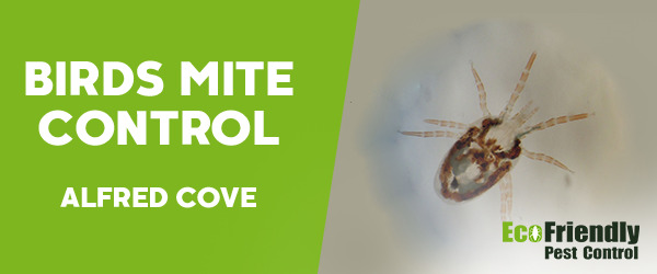 Bird Mite Control Alfred Cove